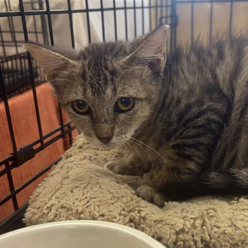 A baby small-sized female Brown / Chocolate Domestic Short Hair cat named Sweet Pea for adoption in Webster, TX