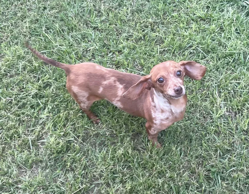 An adult small-sized female Dachshund dog named Lola for adoption in Augusta, ME