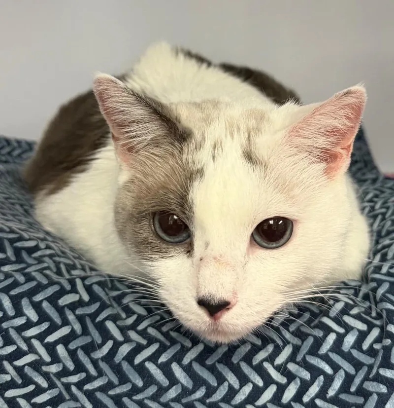 A senior medium-sized female Domestic Short Hair cat named Victoria for adoption in Peoria, AZ