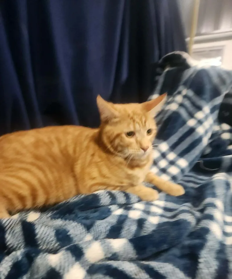 Oliver