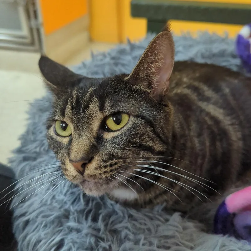 An adult medium-sized female Tabby (Buff / Tan / Fawn) Domestic Short Hair cat named Sugar Beans for adoption in Elyria, OH
