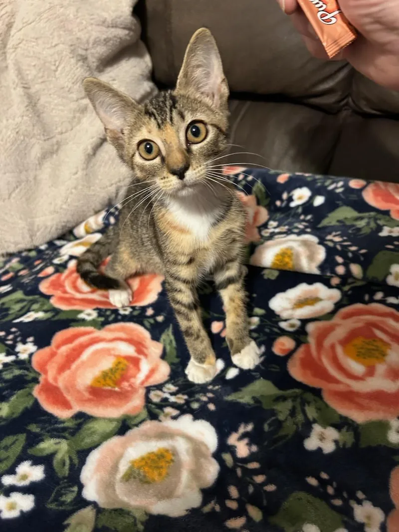 A baby medium-sized female Tabby (Buff / Tan / Fawn) Tabby cat named Tilly for adoption in Elgin, SC