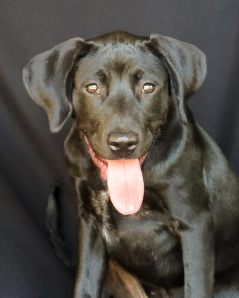 A baby medium-sized female Black Labrador Retriever dog named Megatron AKA Meg for adoption in Ocean Springs, MS