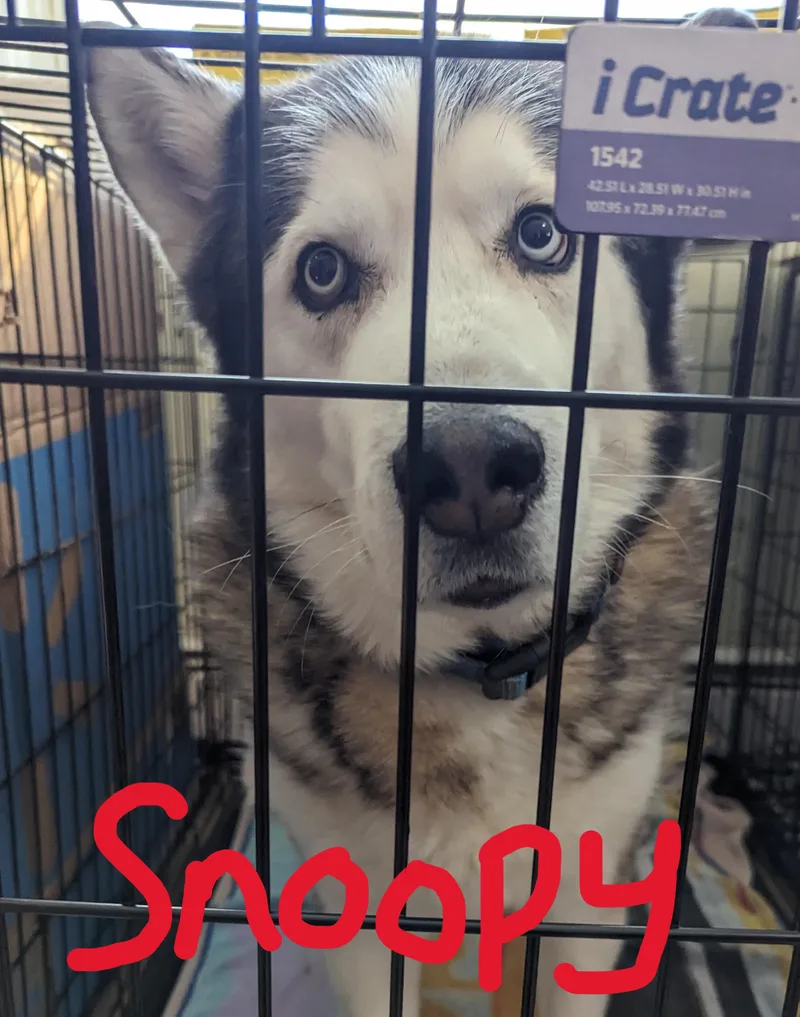 Snoopy