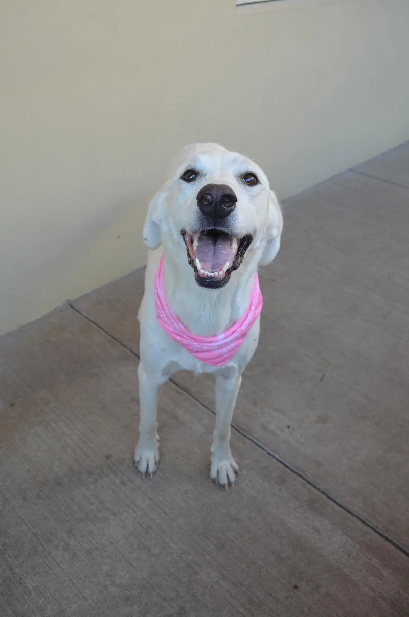 A young large-sized female Labrador Retriever dog named Latte for adoption in McKinney, TX