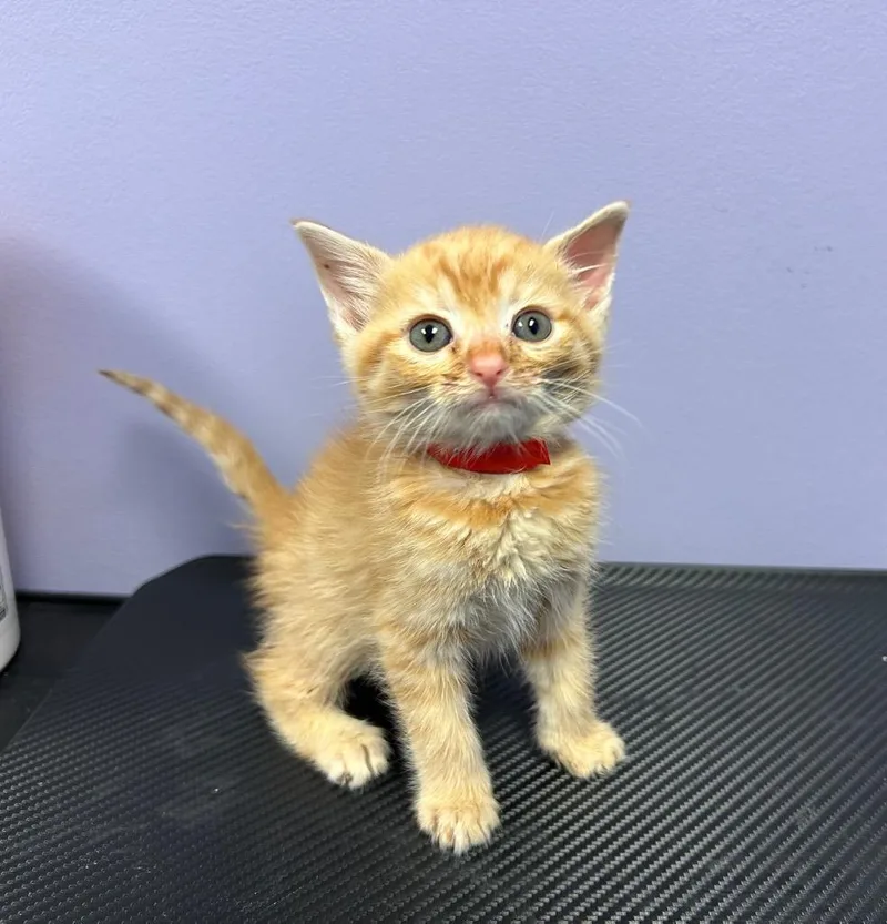 A baby small-sized female Domestic Short Hair cat named Kenna for adoption in Washington Court House, OH