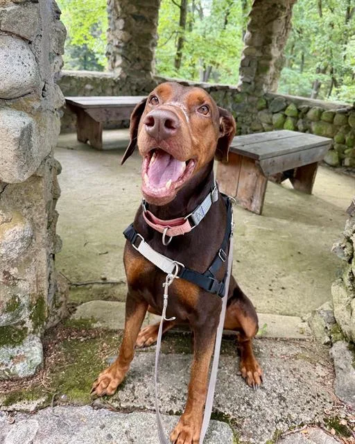 An adult medium-sized male Doberman Pinscher dog named Anubis for adoption in Dedham, MA