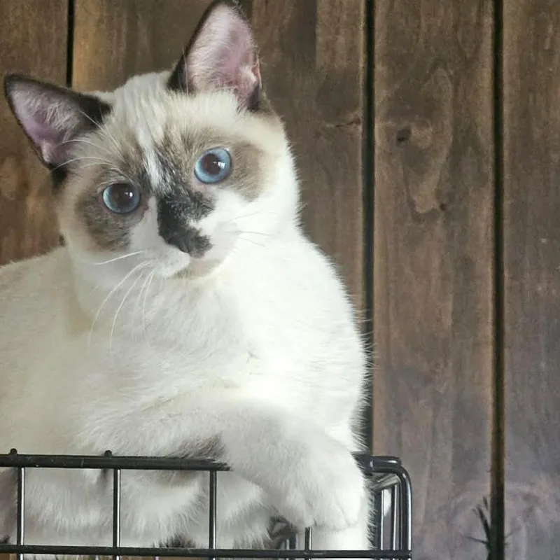 A young small-sized male Seal Point Siamese cat named Whirlpool for adoption in Nampa, ID