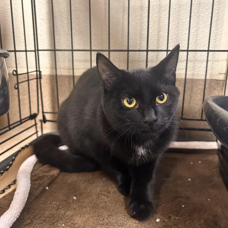 A young small-sized male Domestic Short Hair cat named Vermithor for adoption in Myerstown, PA