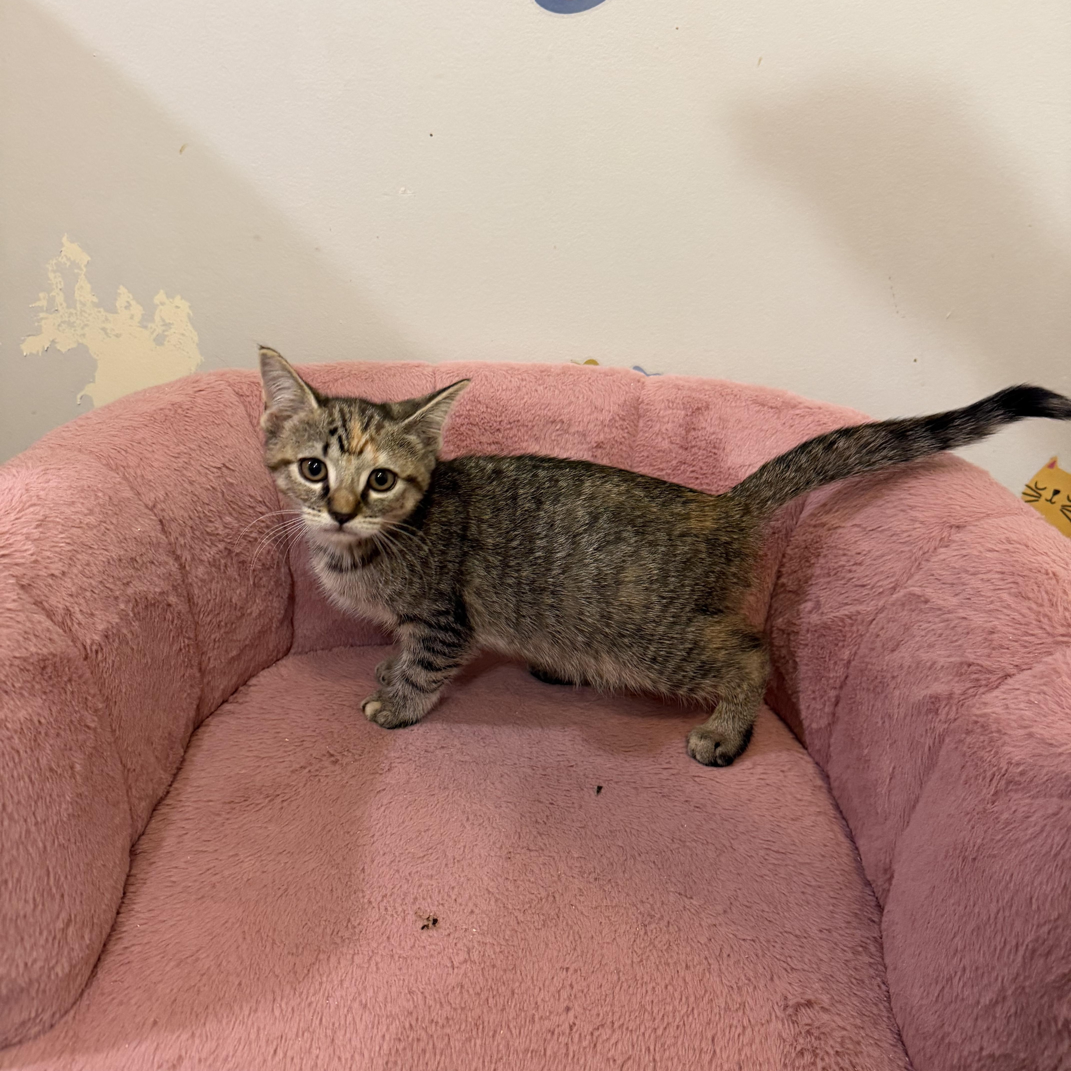 A baby medium-sized female Tabby (Brown / Chocolate) Domestic Short Hair cat named Pippa for adoption in Hamilton, NJ