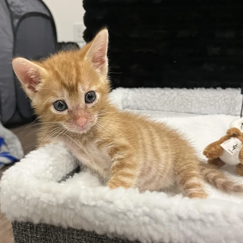 A baby small-sized male Orange / Red Domestic Short Hair cat named Tiger Belly for adoption in Austin, TX