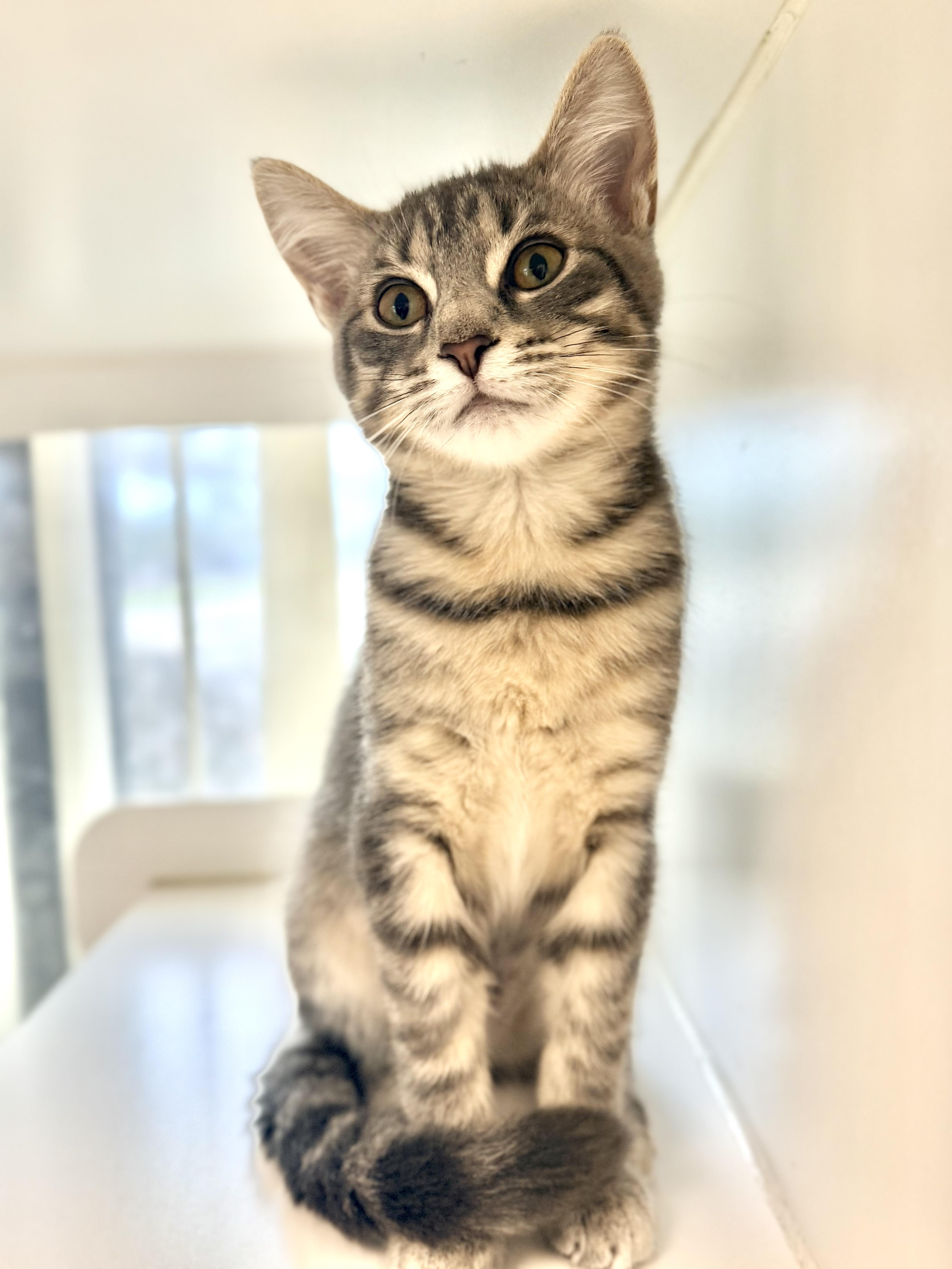A baby medium-sized female Gray & White Domestic Short Hair cat named Birdie for adoption in Orange City, FL