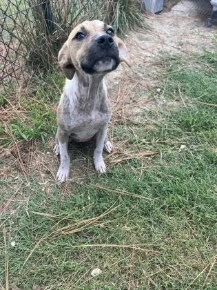 A baby medium-sized female Mixed Breed dog named Susan for adoption in Georgetown, SC