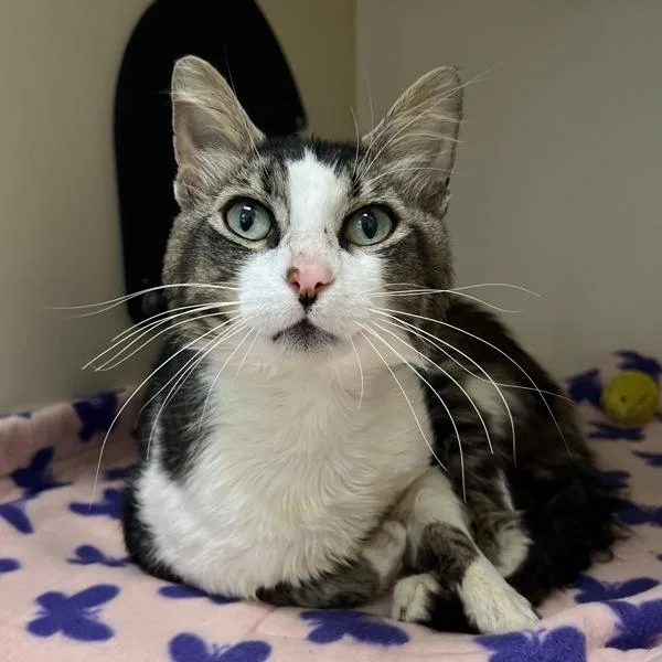 An adult large-sized male Domestic Medium Hair cat named Herbie for adoption in Silverdale, WA