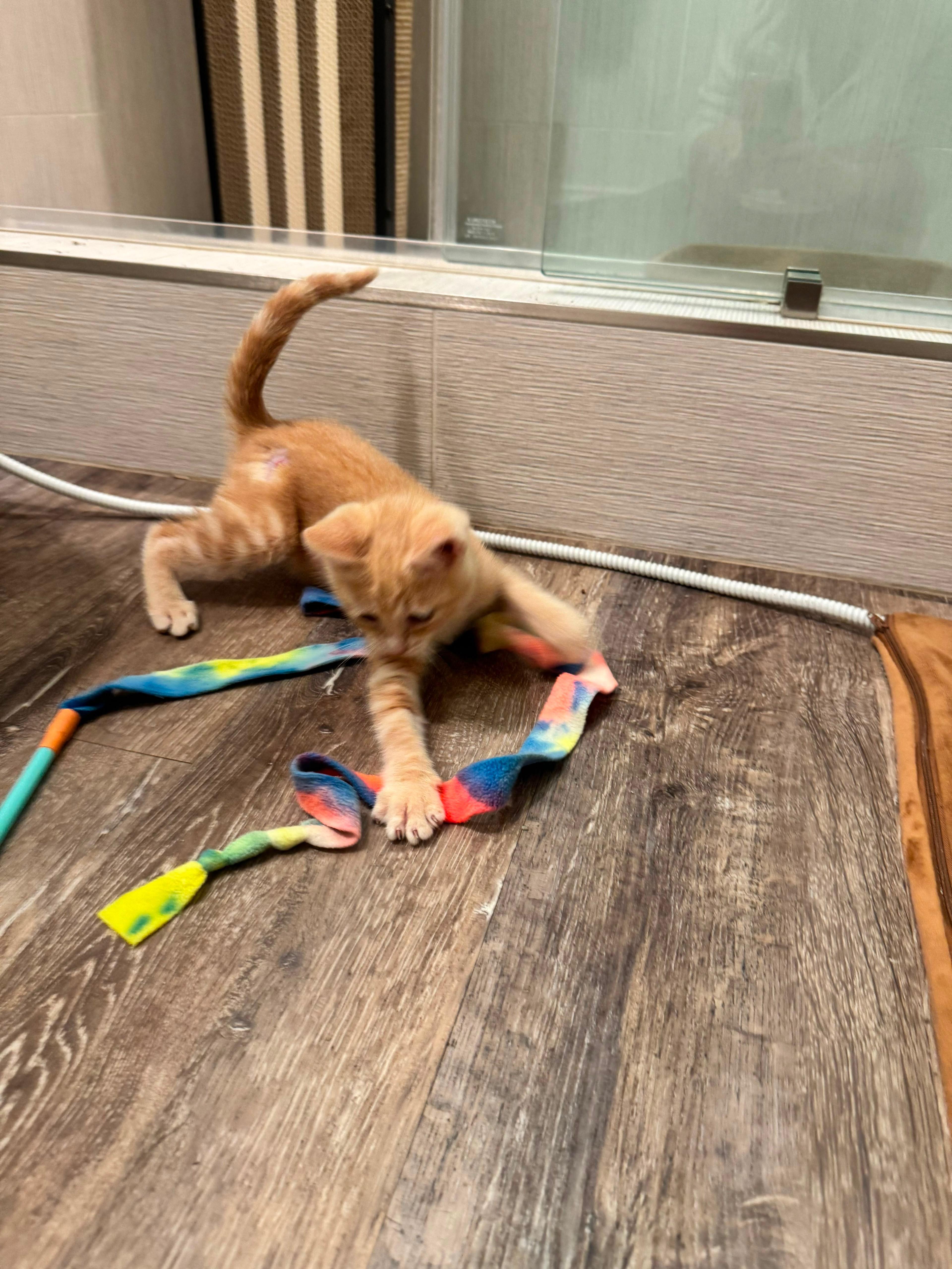 A baby small-sized male Tabby (Orange / Red) Domestic Short Hair cat named Smokey for adoption in San Juan Capistrano, CA