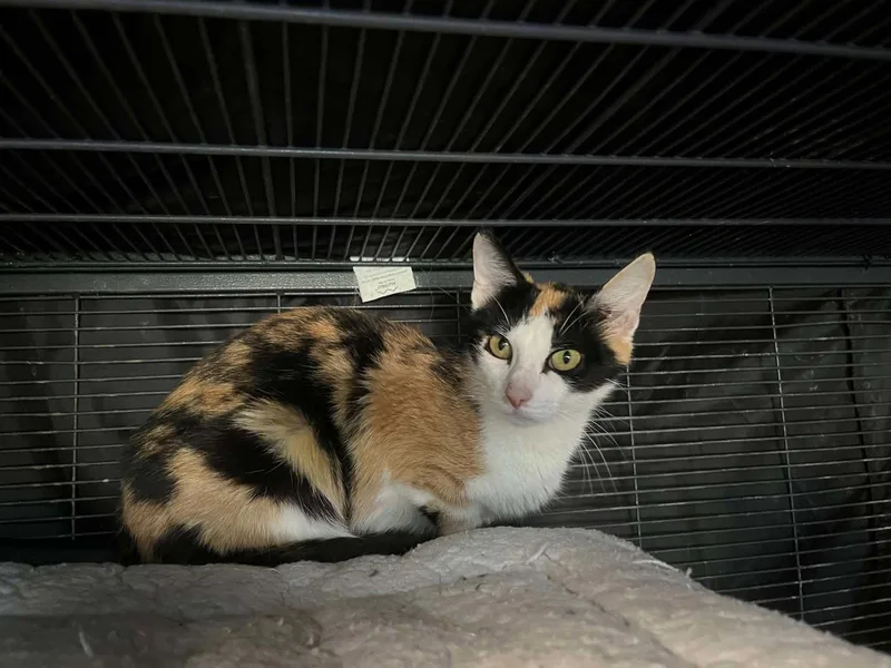 An adult medium-sized female Domestic Short Hair cat named Olive for adoption in Gettysburg, PA
