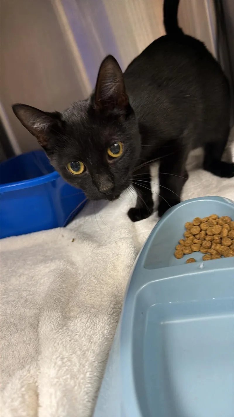 An adult medium-sized female Black Domestic Short Hair cat named Seargant for adoption in Burgaw, NC