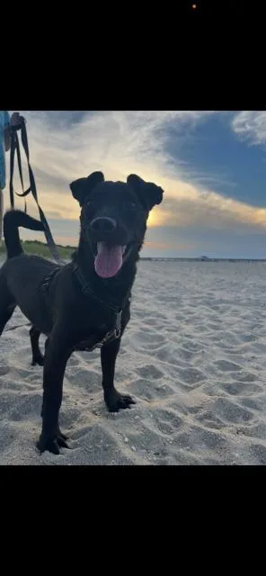 An adult small-sized male Black Chihuahua dog named Mightly Lil Milo for adoption in Randolph, MA