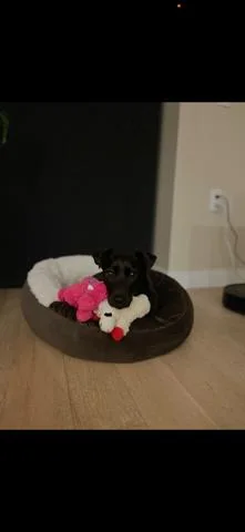 Mightly Lil Milo thumbnail 2