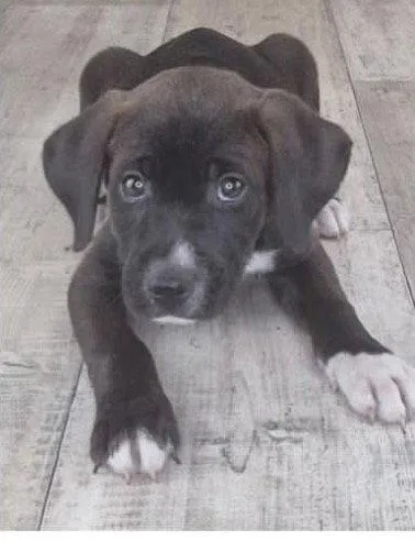 Oliver