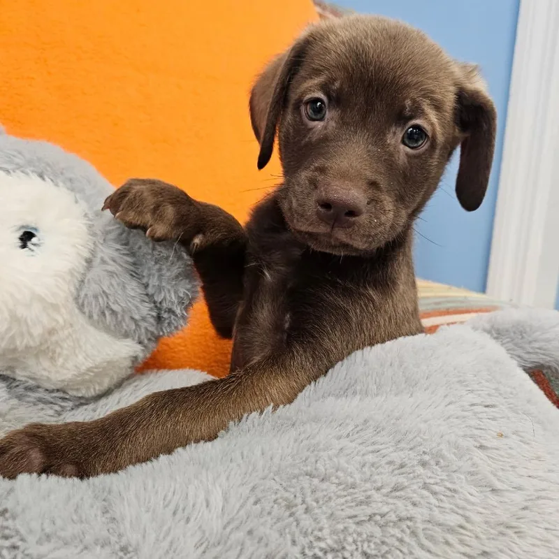 A baby medium-sized male Brown / Chocolate Mixed Breed dog named Wagoner for adoption in Huntsville, AL