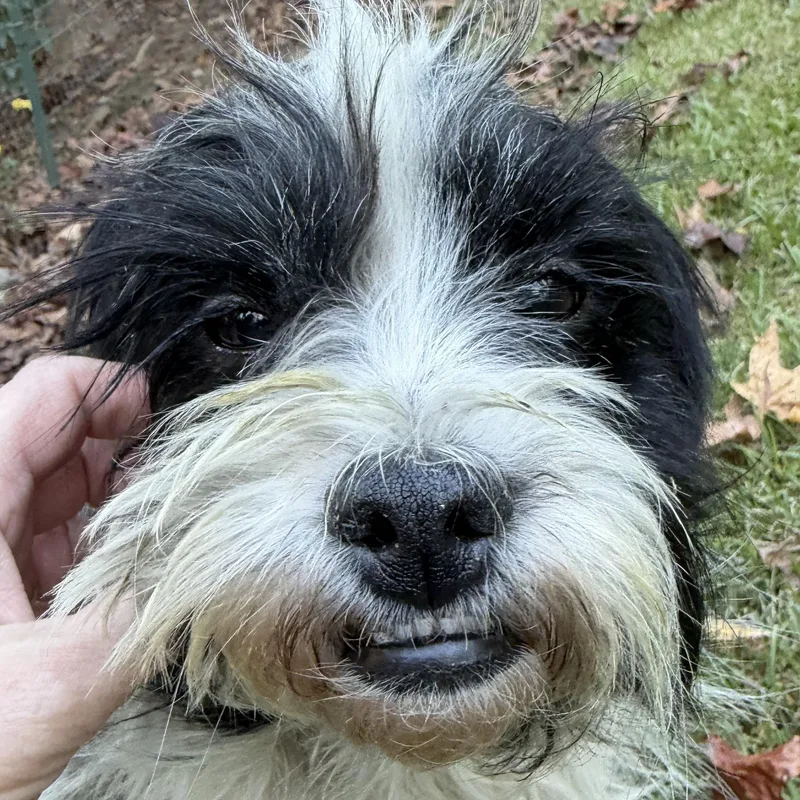 A young small-sized male Bicolor Terrier dog named Peppy for adoption in Martin, GA