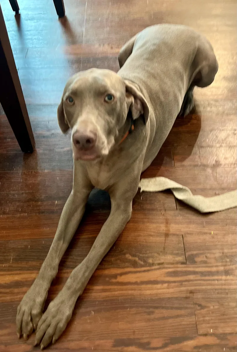 An adult large-sized male Weimaraner dog named Universe for adoption in Marietta, GA