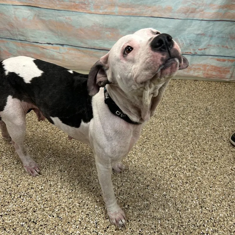 Cheyenne thumbnail 2