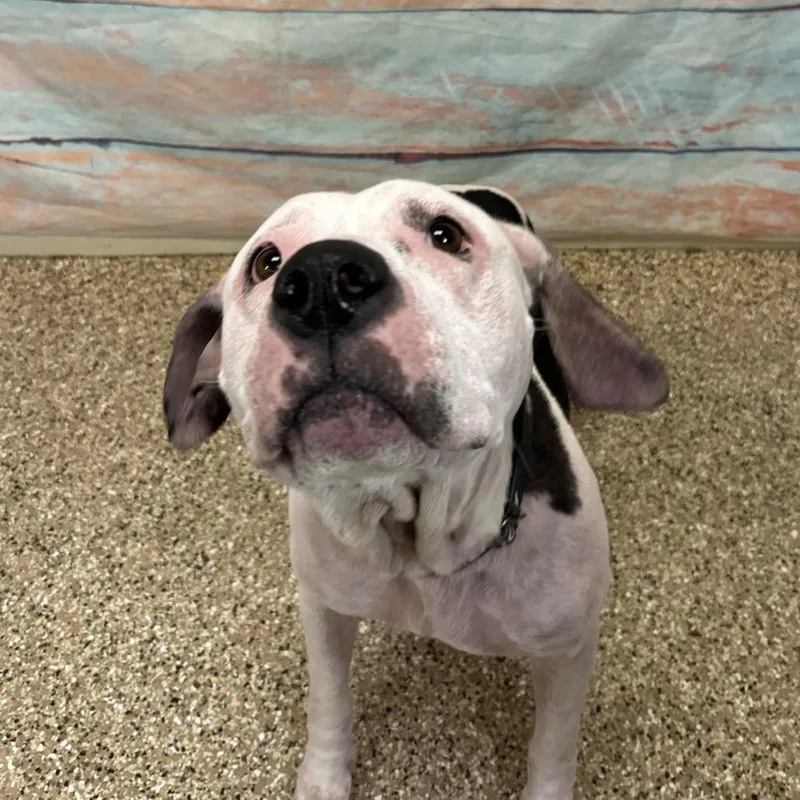 Cheyenne thumbnail 3