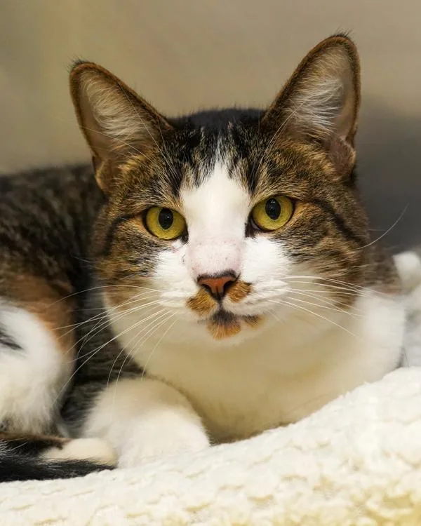 An adult medium-sized female Domestic Short Hair cat named Ricotta for adoption in Novato, CA