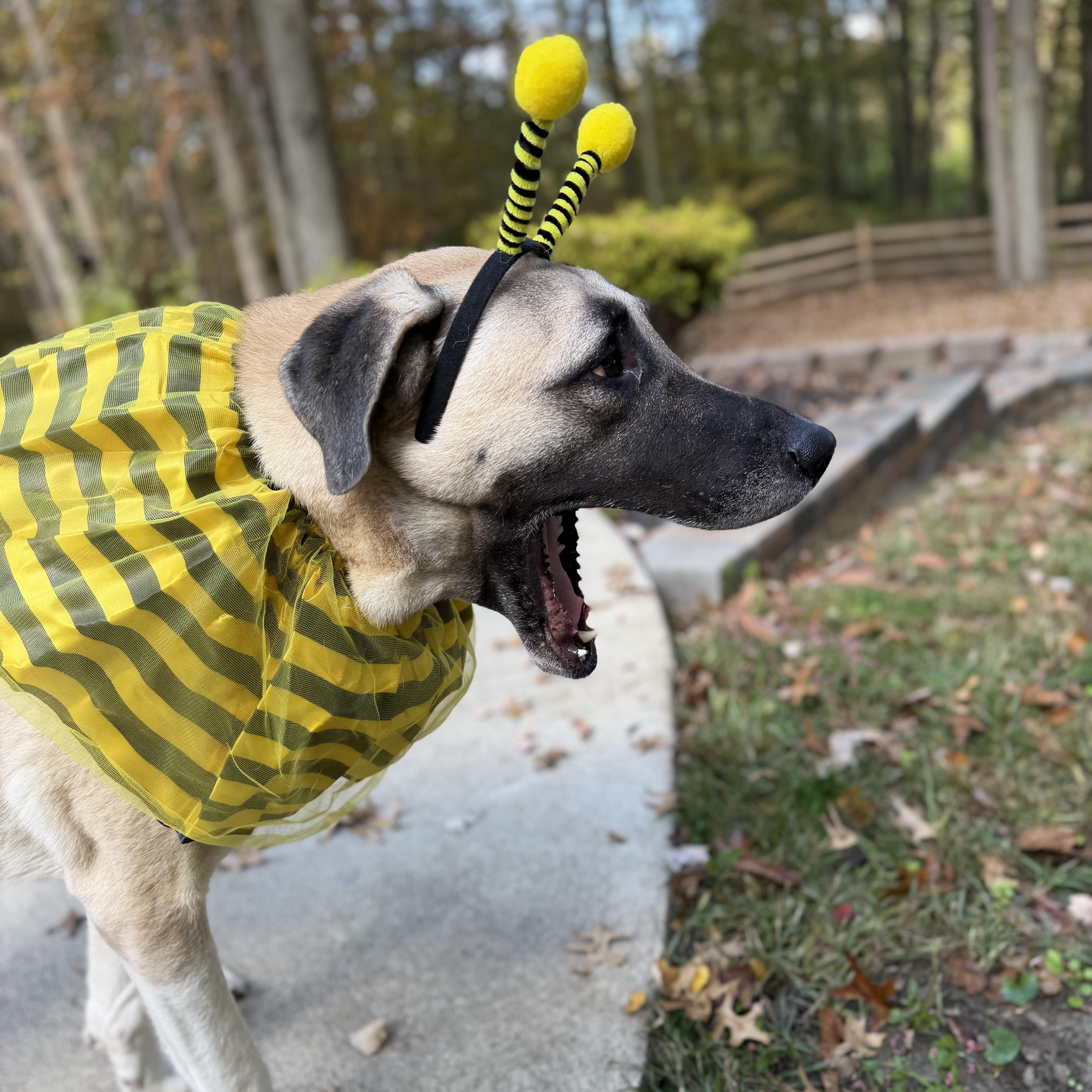 An adult large-sized male Yellow / Tan / Blond / Fawn Anatolian Shepherd dog named Brutus for adoption in Foley, AL