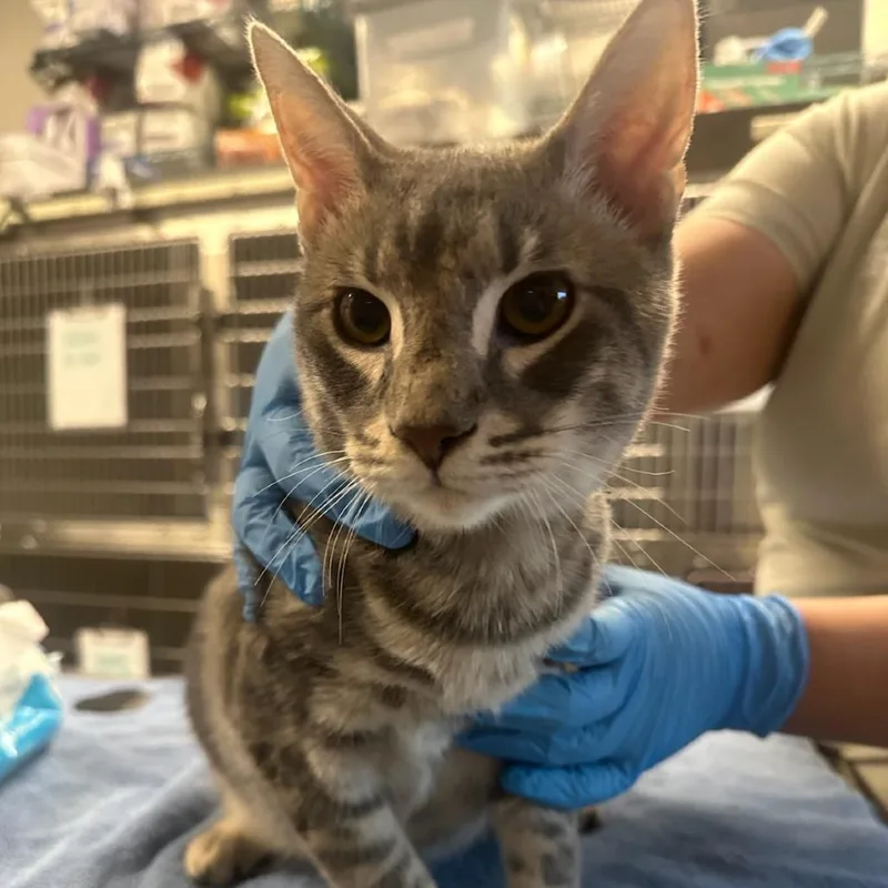An adult large-sized male Domestic Short Hair cat named Freddie for adoption in Hinsdale, IL