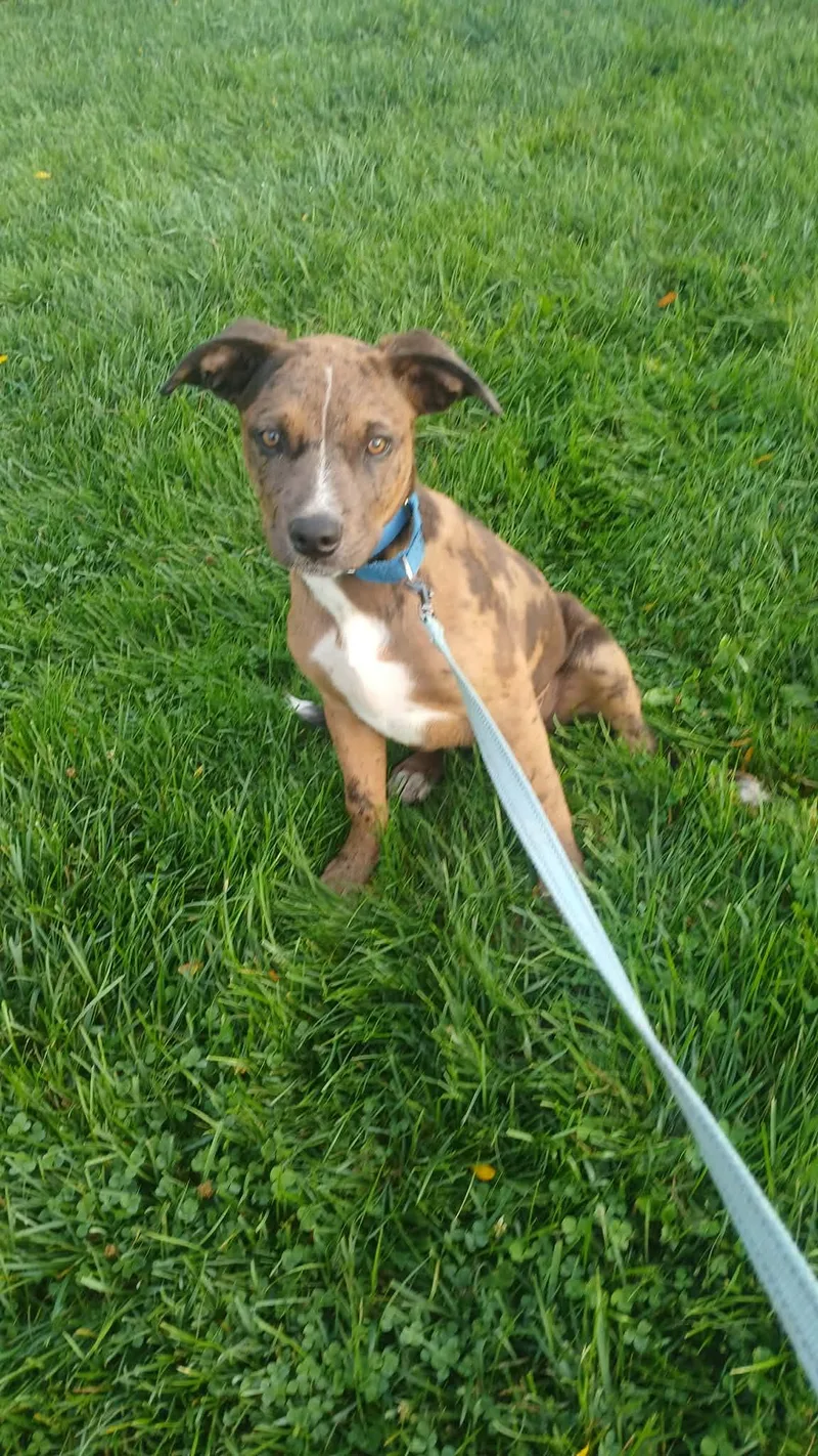 A young medium-sized male Mixed Breed dog named Squid  BO for adoption in Clinton, MI