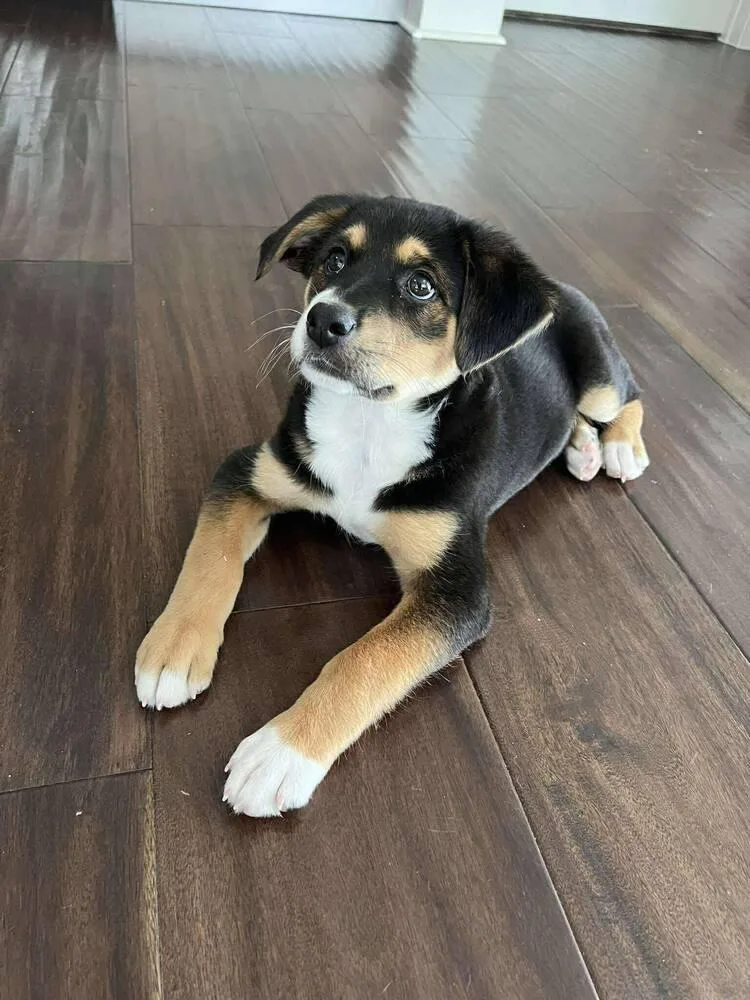A baby medium-sized male Tricolor (Brown, Black, & White) Retriever dog named Biscuit Cute for adoption in Saugus, MA