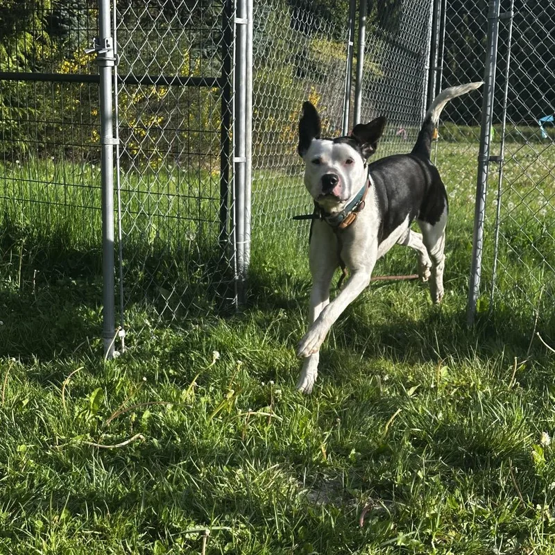 An adult medium-sized female Pit Bull Terrier dog named Daisy for adoption in Port Angeles, WA