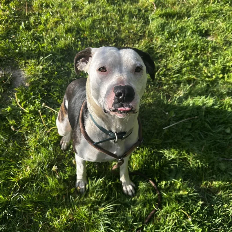 Daisy thumbnail 2