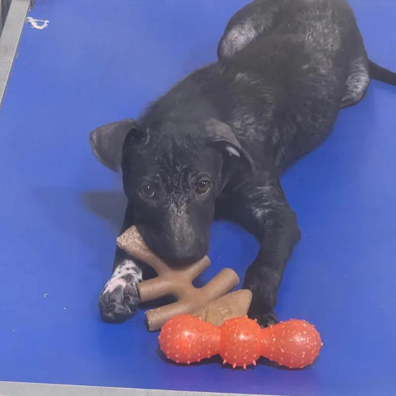 A baby medium-sized female Black Labrador Retriever dog named Dorothy for adoption in Hattiesburg, MS