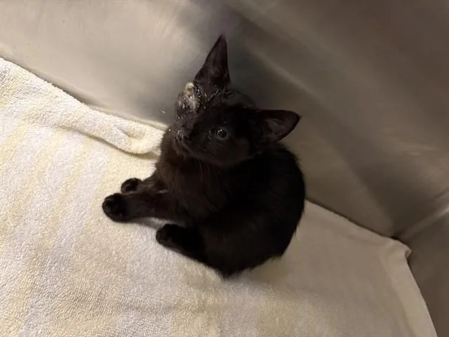 A baby small-sized female Domestic Short Hair cat named Lela for adoption in Ontario, CA