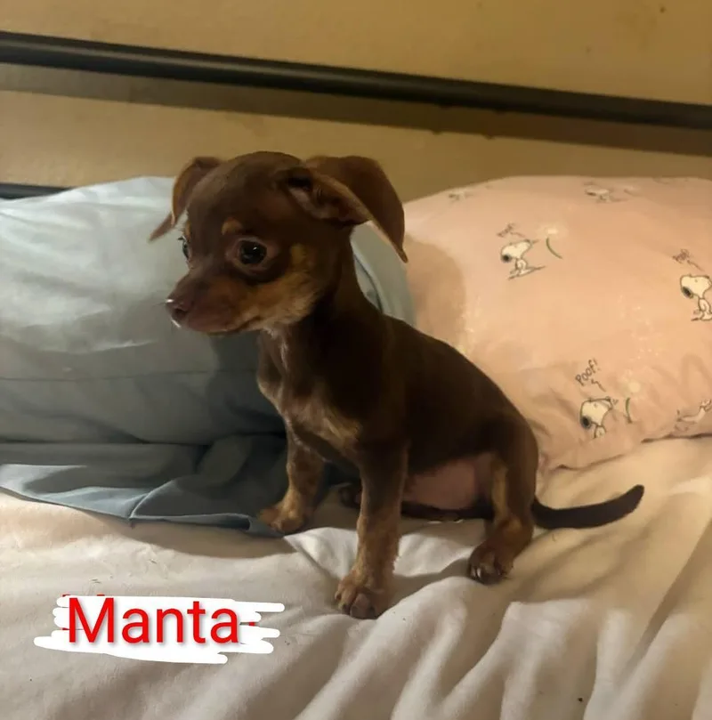 Manta