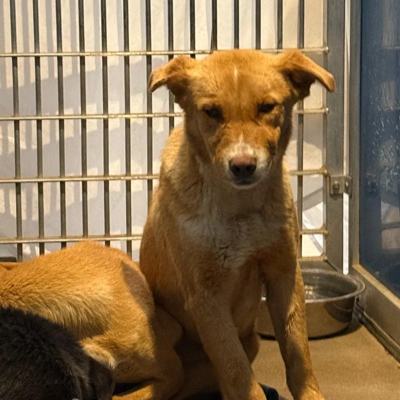 A baby small-sized female Yellow / Tan / Blond / Fawn Mixed Breed dog named Yolanda for adoption in Flagstaff, AZ