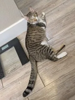 Knight Aka Percy thumbnail 2