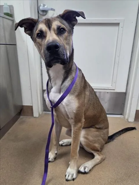 A young large-sized male German Shepherd Dog dog named Benedict for adoption in Norco, CA