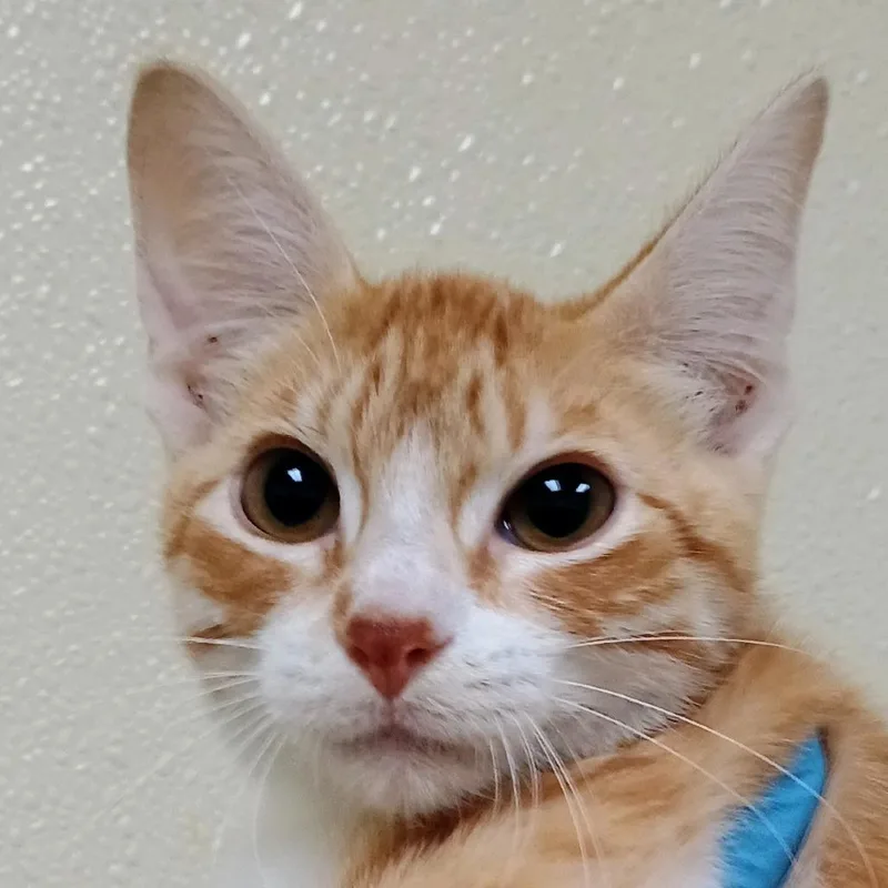 A young small-sized male Orange / Red Domestic Short Hair cat named Bubba Ray for adoption in Palestine, TX