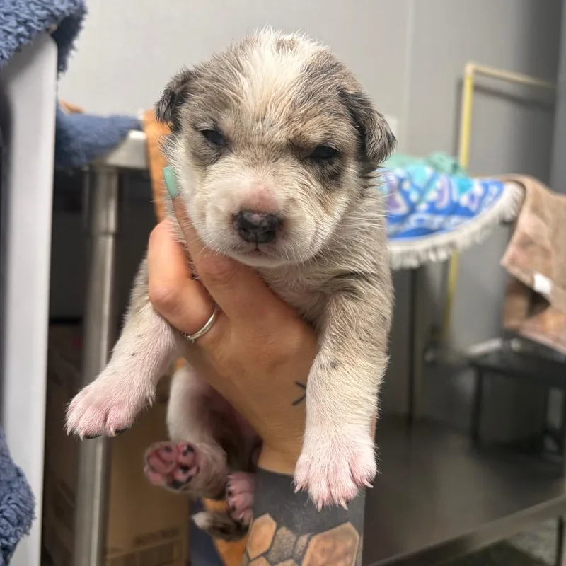 A baby medium-sized female Australian Shepherd dog named Story for adoption in Fredericksburg, TX