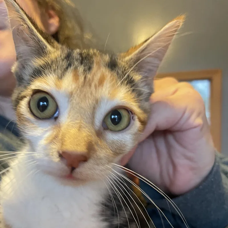 A baby small-sized female Brown / Chocolate Domestic Short Hair cat named Tamale for adoption in Marion, IL