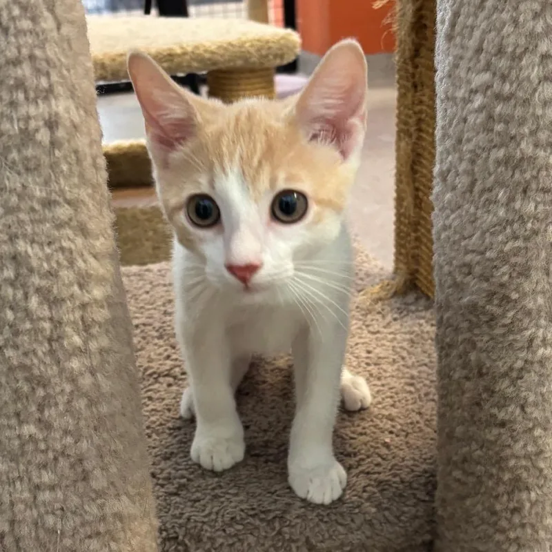 Mini Me
