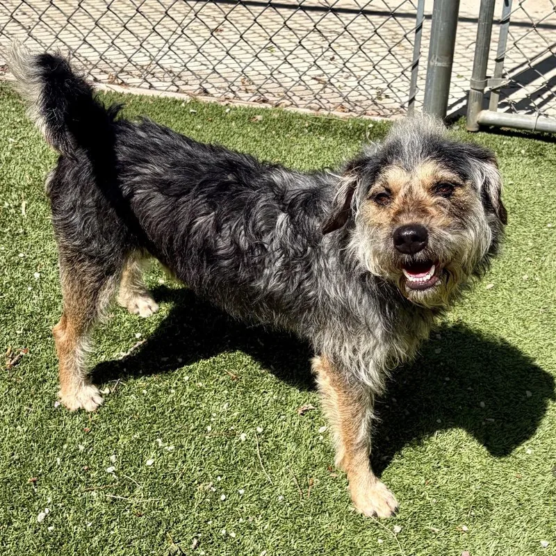 An adult medium-sized male Black Mixed Breed dog named Mr. Ziggy for adoption in Pekin, IL