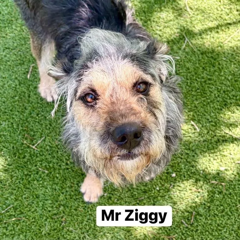 Mr. Ziggy thumbnail 2