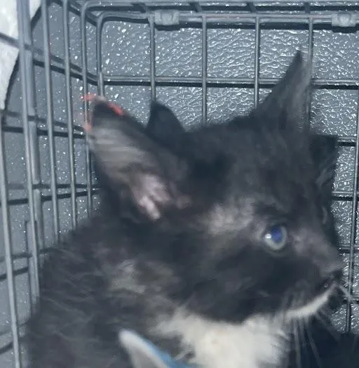 A baby small-sized female Domestic Short Hair cat named Tom for adoption in Las Vegas, NV