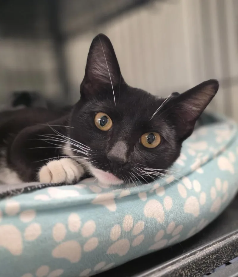 A baby medium-sized female Domestic Short Hair cat named Jett for adoption in Saginaw, MI